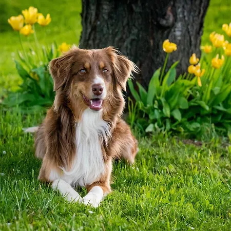 In Fa Ana Near Valbandon * Fažana